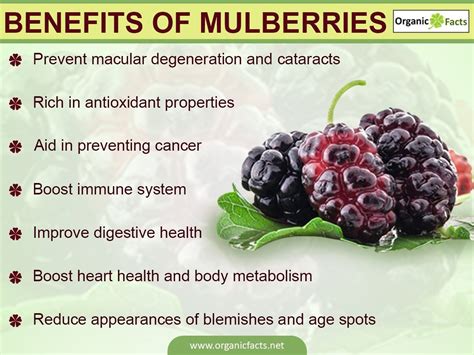 Mulberries: What Are The Different Health Benefits Of This Fruit.